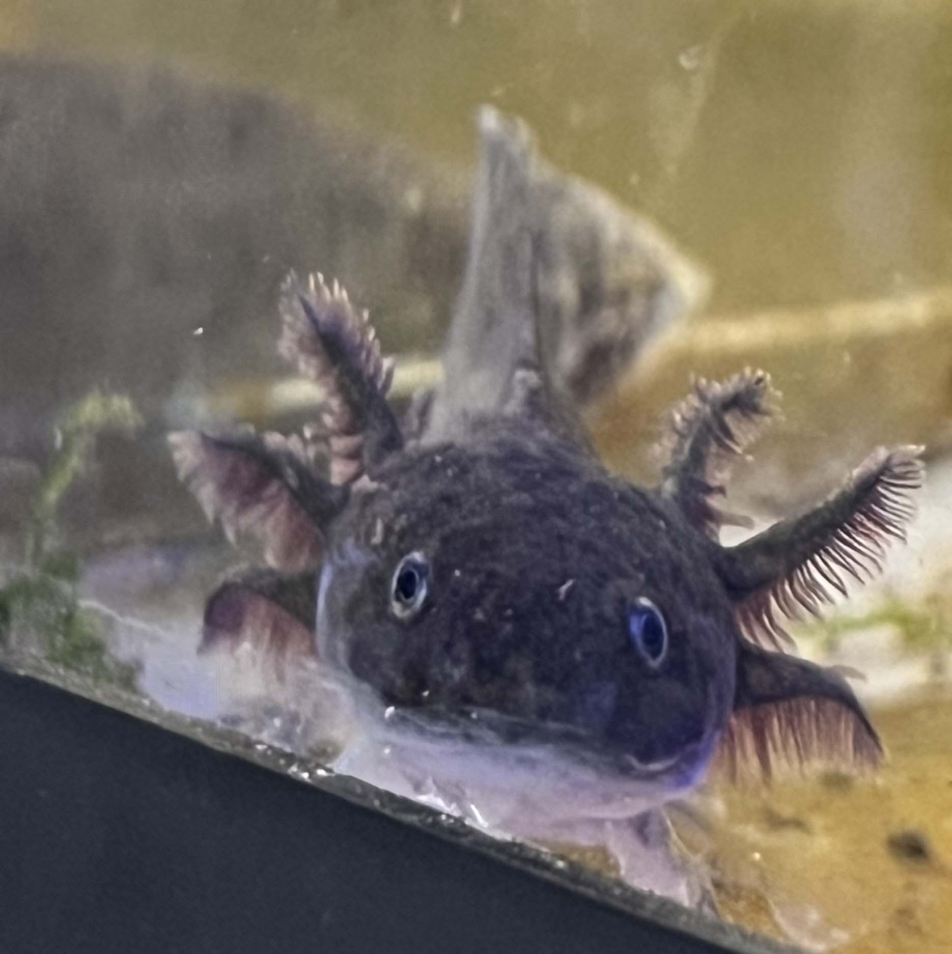 The Mesmerizing Axolotl: A Guide to Their Care, Feeding, and Maintenance