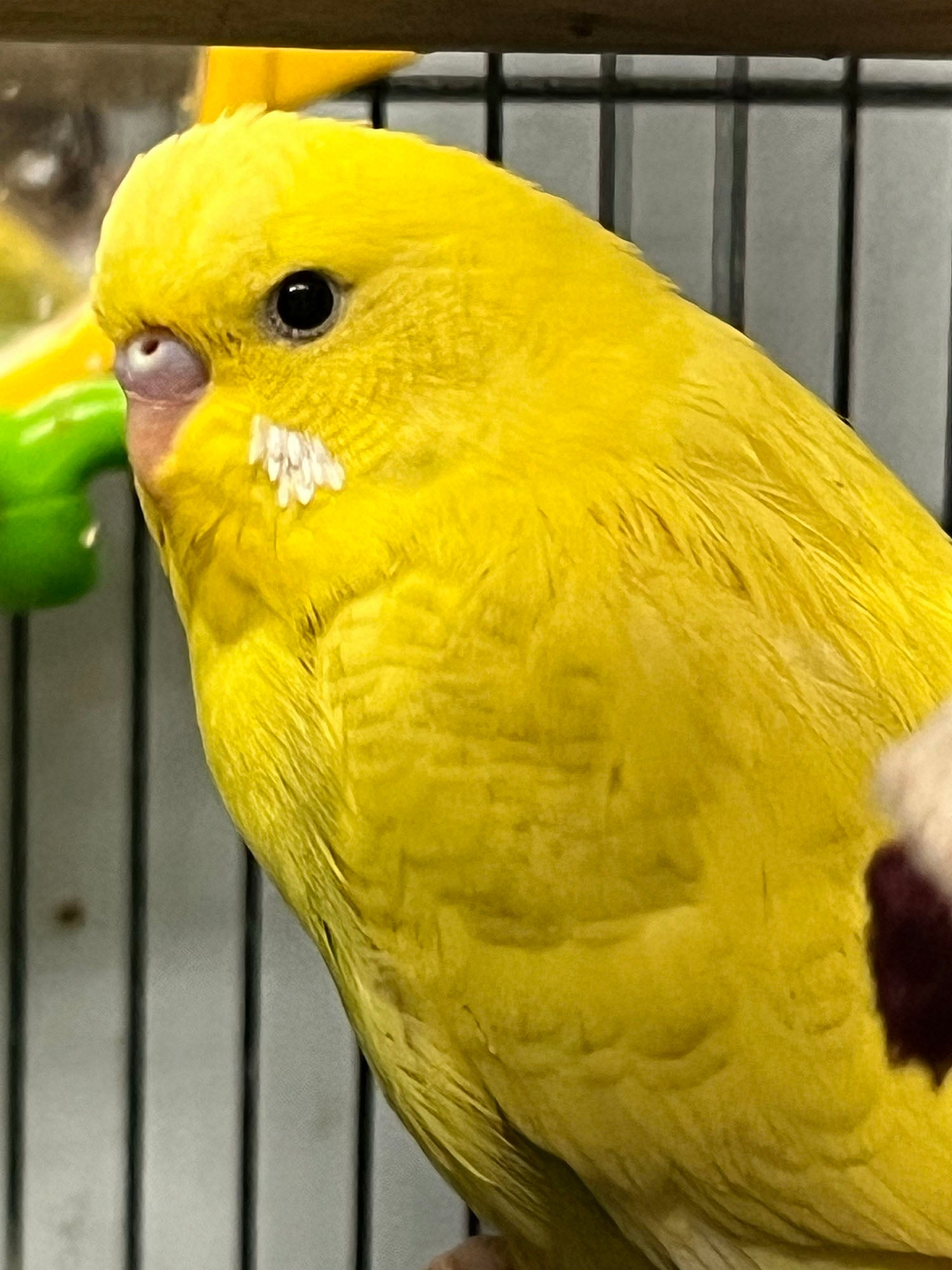 The Art of Budgie Care