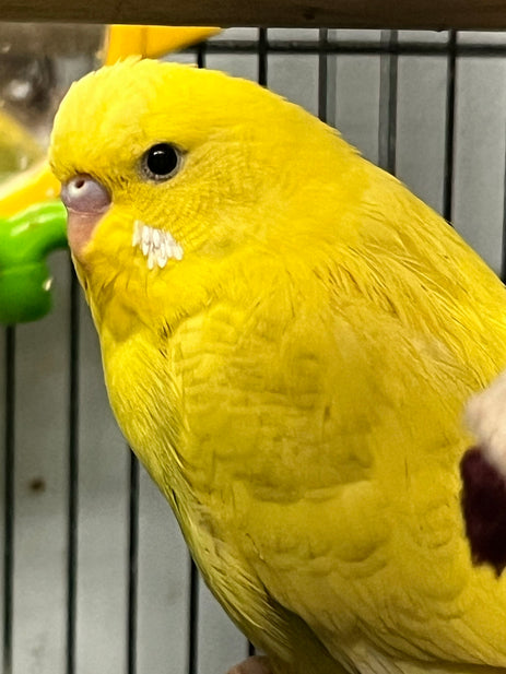 The Art of Budgie Care