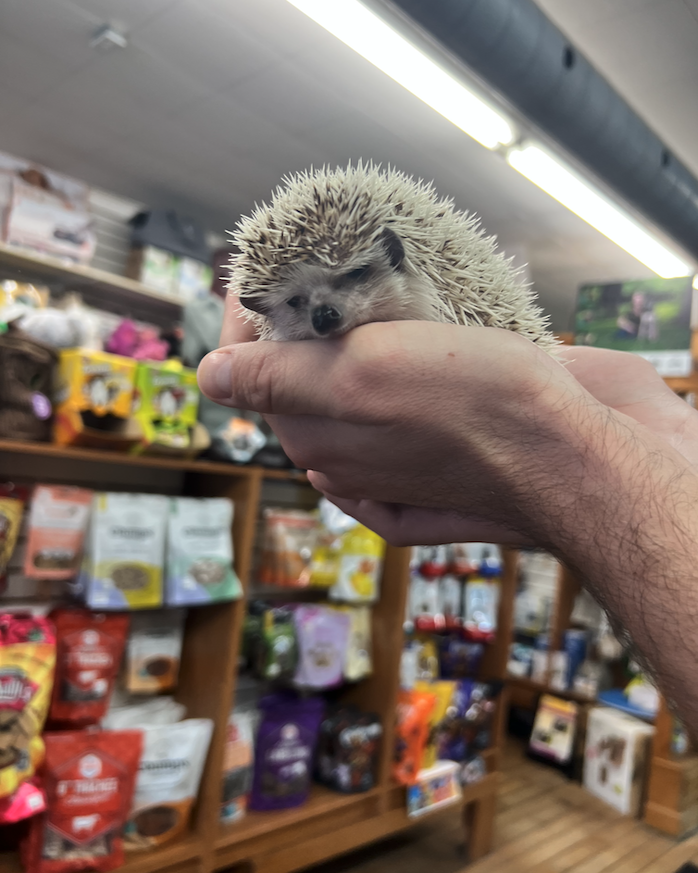 The Domestic Hedgehog: Care, Feeding, and More