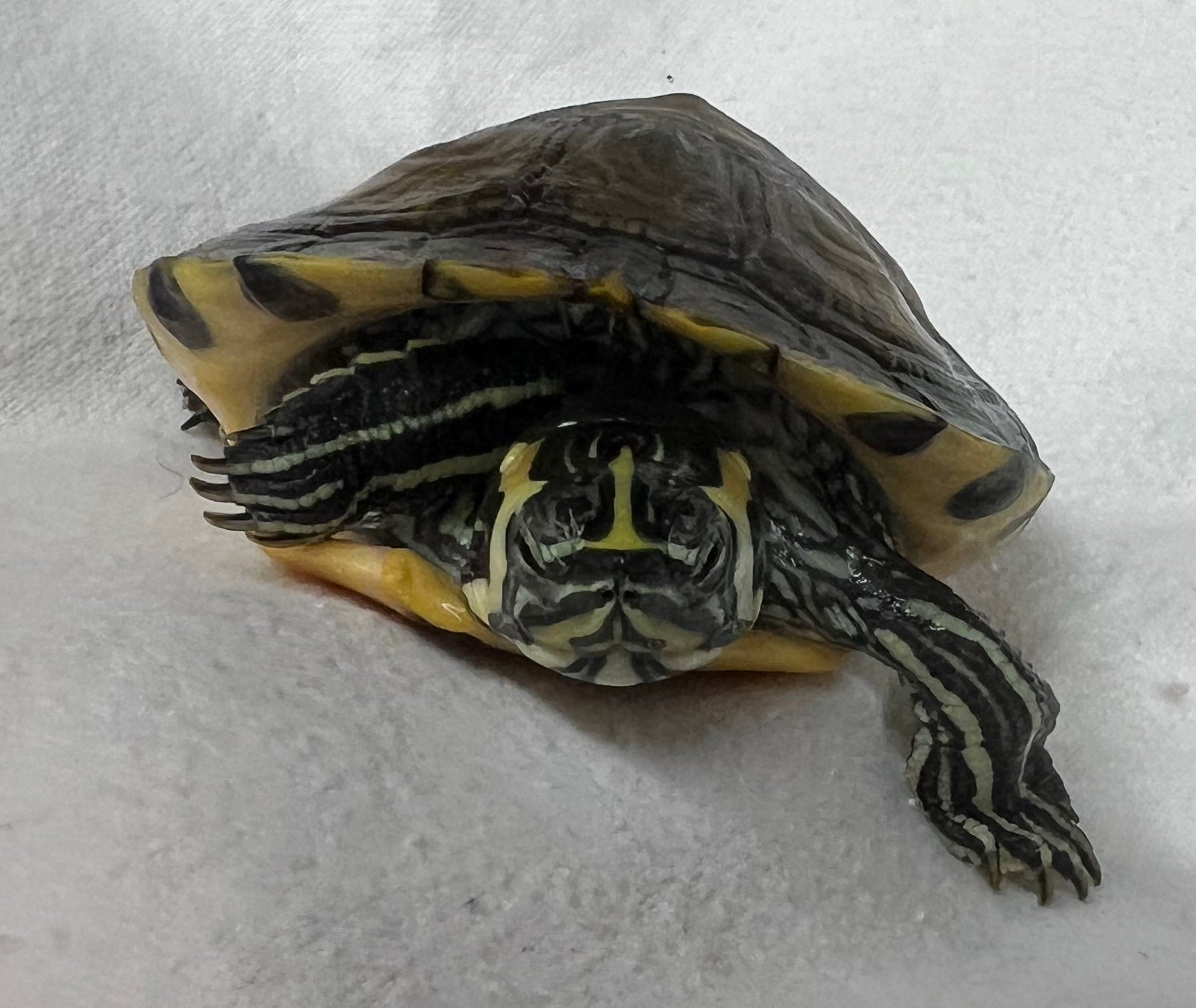 The Fascinating World of the Yellow Belly Slider Turtle