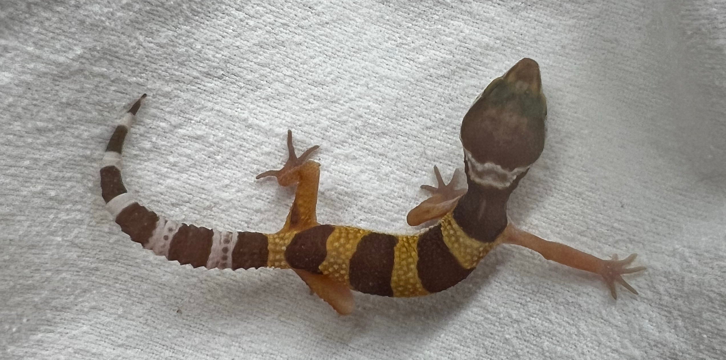 The Enchanting World of Leopard Geckos: A Guide to Their Care and Habitat
