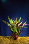 FISH PLANT RED TEMPLE