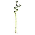 FISH PLANT BAMBOO SPRIAL